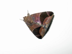 Bastilla flavipurpurea