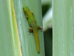Phelsuma laticauda