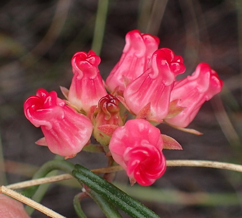 Microloma tenuifolium