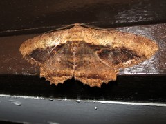 Chorodna pseudobolima