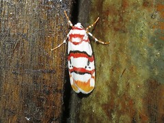 Cyana cruentata