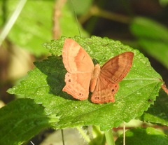 Abisara