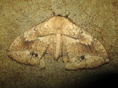 Sphingognatha asclepiades