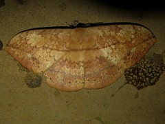 Sphingognatha asclepiades