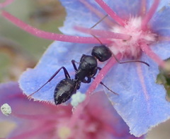 Camponotus werthi