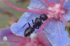 Camponotus werthi