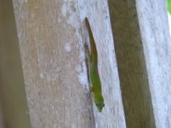 Phelsuma laticauda