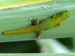 Phelsuma laticauda