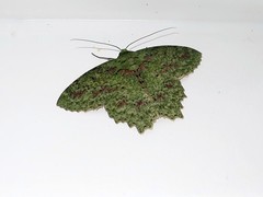 Herochroma urapteraria