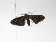 Hypochrosis binexata