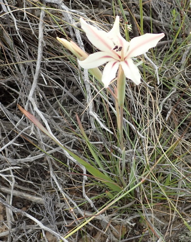 Image of Gladiolus grandiflorus by (c) Nicola van Berkel, some rights reserved (CC BY-SA)