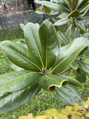 Magnoliopsida