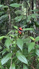 Heliconius pachinus