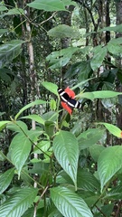Heliconius pachinus