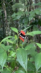 Heliconius pachinus