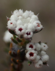 Phylica karroica