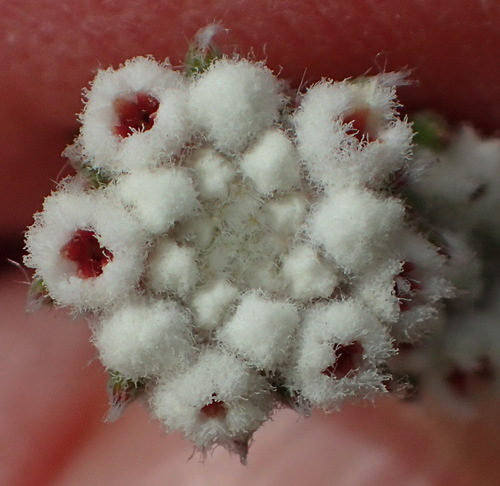 Image of Phylica karroica by (c) Nicola van Berkel, some rights reserved (CC BY-SA)