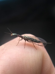 Xanthostigma xanthostigma