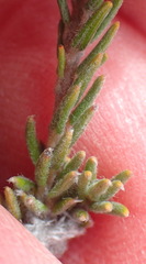 Phylica karroica