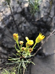 Senecio blochmaniae