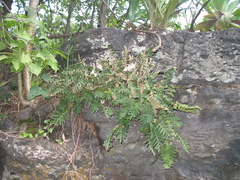 Pleopeltis thyssanolepis