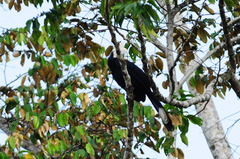 Anthracoceros malayanus