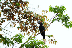 Anthracoceros malayanus