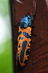 Chalcidica
