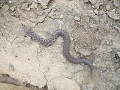 Macrovipera lebetinus