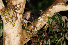 Paradoxurus philippinensis
