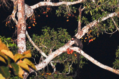 Arctogalidia trivirgata