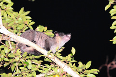 Paradoxurus philippinensis