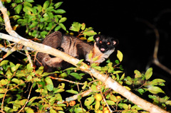 Paradoxurus philippinensis