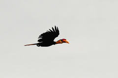 Rhabdotorrhinus corrugatus