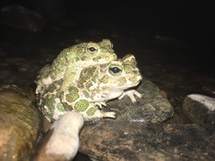 Bufotes viridis