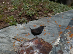 Scytalopus magellanicus