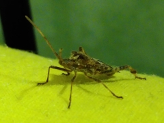 Leptoglossus occidentalis