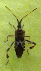 Leptoglossus occidentalis