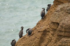 Phalacrocorax punctatus oliveri