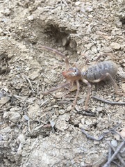 Galeodes araneoides