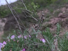 Empusa pennicornis