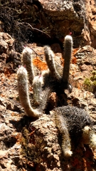 Oreocereus leucotrichus