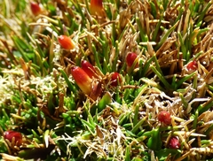 Oxychloe andina