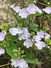 Veronica peduncularis
