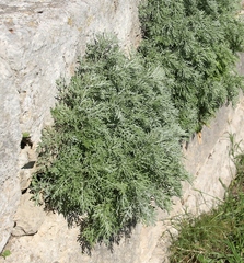 Artemisia arborescens
