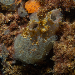 Ascidiella aspersa