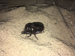 Scarites bucida