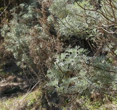 Artemisia arborescens