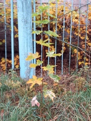 Acer platanoides