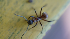 Polyrhachis bihamata